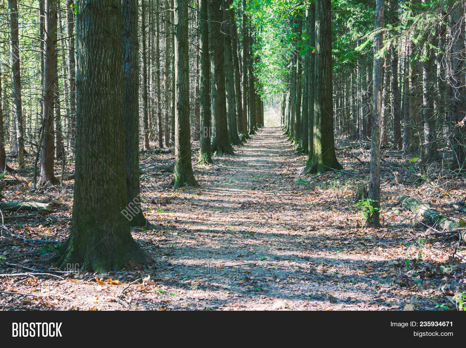 Straight Trail Leading Image & Photo (Free Trial) Bigstock