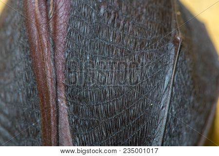 Lesser Horseshoe Bat (rhinolophus Hipposideros) Wing. Close-up Of Rare Bat Hanging From Rock In A Ca