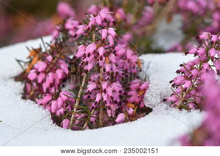 Red Heather (erica Sp.) Flowering In The Snow. A Close-up Of Pink Flowers Of A Common Heather Plant 