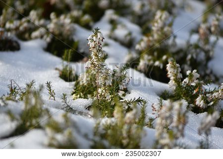 White Heather (erica Sp.) Flowering In The Snow. White Flowers Of A Common Heather Plant In The Fami
