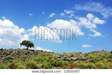橡木树，在北部 Alentejo 地区岩石