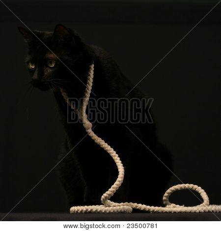 Caught Cat