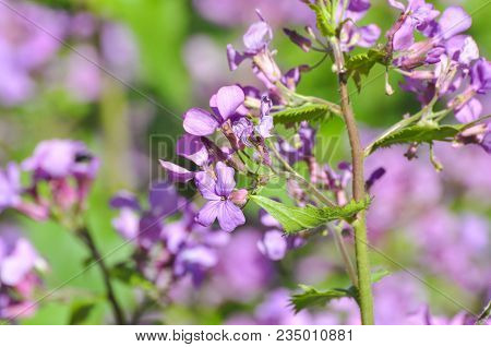 Malva Sylvestris Known As Common Mallow, Cheeses, High Mallow Or Tall Mallow