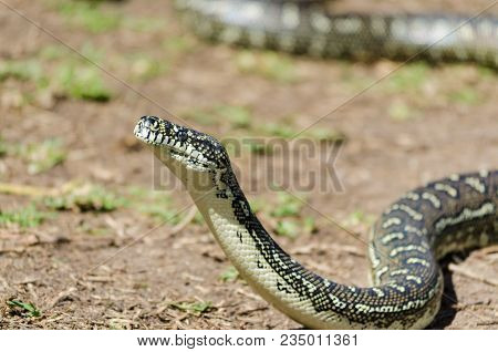 Australian Snake - Diamond Python, Carpet Python