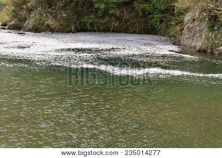 Cherry Blossom Petals On Naka River, Izu, Japan