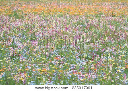 Flower Bed At Naka River, Izu, Shizuoka, Japan