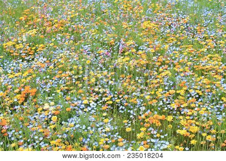 Flower Bed At Naka River, Izu, Shizuoka, Japan