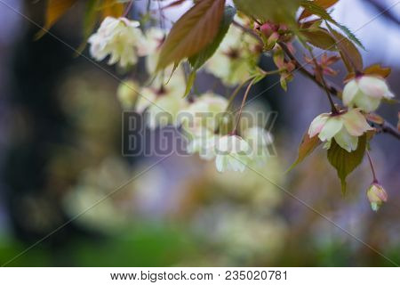 Blooming Sakura Trees