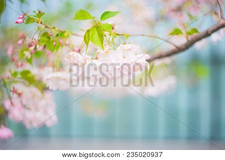 Blooming Sakura Trees