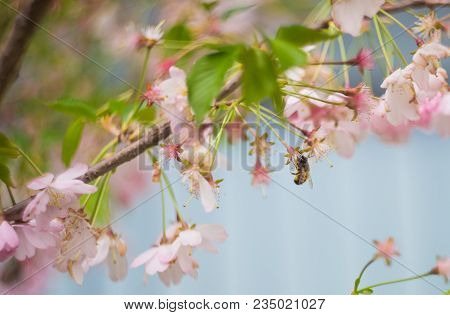 Blooming Sakura Trees