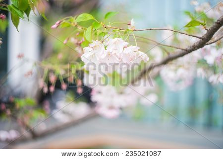 Blooming Sakura Trees