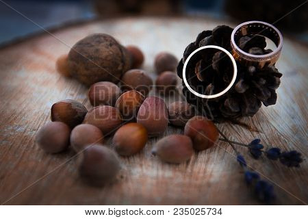 Wedding Rings On A Fir Cone On A Tree
