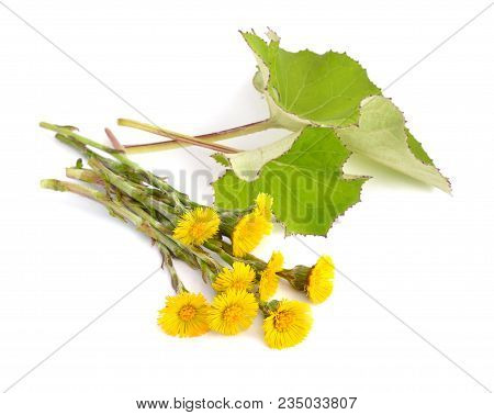 Coltsfoot Flowers With Leawes Isolated On White.