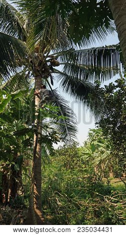 Cropping A Coconut