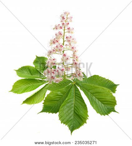 Blossoming Aesculus Flower Isolated On White Background.