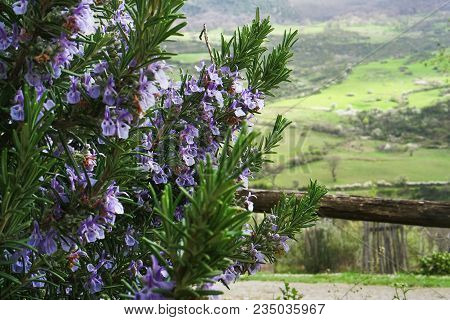 Blooming Rosemary On A Background Of Green Hills, Basilicata, Italy