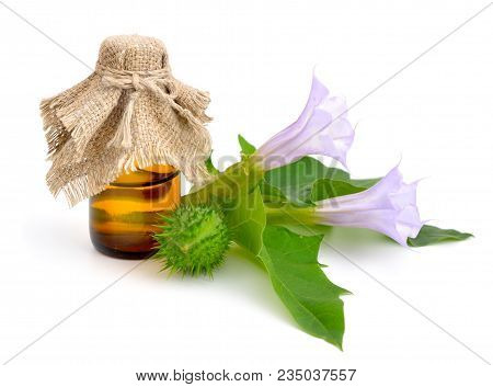 Datura, Daturas, Devil's Trumpets, Angel's Trumpets.