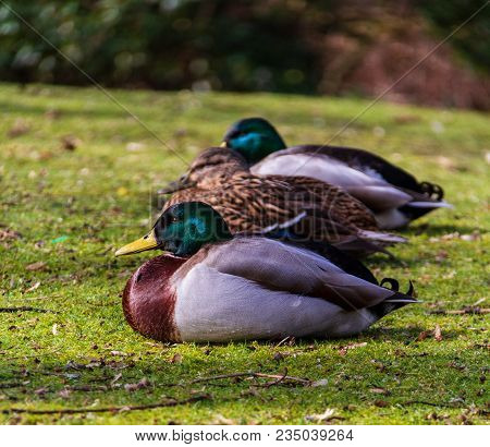 Three Ducks Seated In A Row On The Grass By The Pond At Leases Park In Newcastle