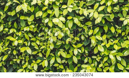 The Leafy Green Background And Dark Green.