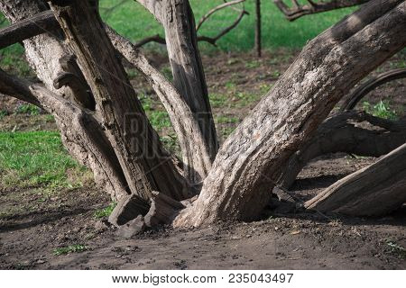 Tree At The Base, Many Trunks, White