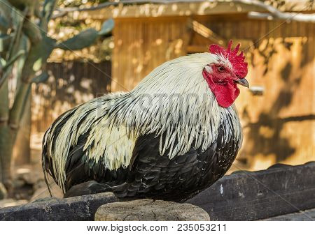A Black And White Rooster Sitting On A Wooden Fence