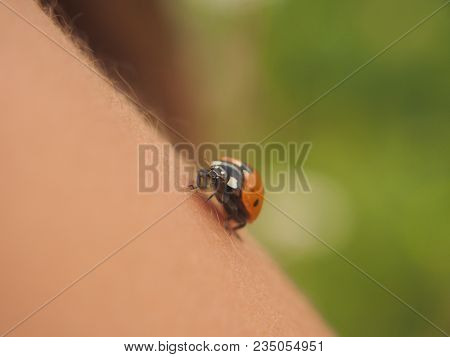 The Flower Plants Crawling Ladybug Beetle. Macro Mode.