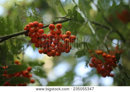 Ripe Red Rowanberies On Tree With Green Background