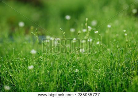 Heath Pearlwort Lawn (sagina Subulata) Grown At Greenhouse, Close-up View.