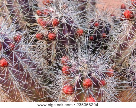 Close Up Macro View Of Fishhook Barrel (ferocactus Wislizeni) Cactus Plant, Near St George Utah In S