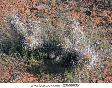 Close Up Macro View Of Fishhook Barrel (ferocactus Wislizeni) Cactus Plant, Near St George Utah In S