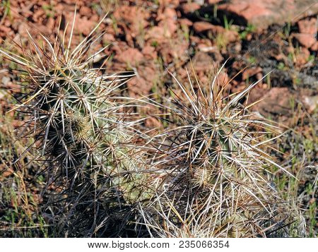 Close Up Macro View Of Fishhook Barrel (ferocactus Wislizeni) Cactus Plant, Near St George Utah In S