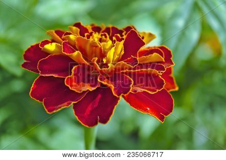 Tagetes In The Garden. Tagetes Garden Flowers.