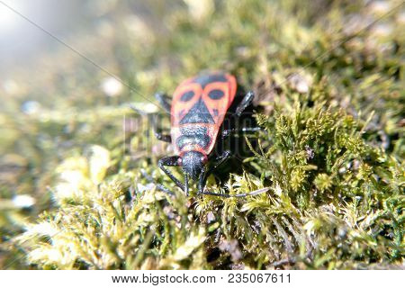 Beetle Soldier Boy On Moss Sunlight Close-up