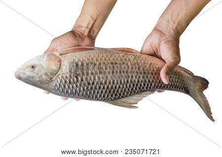 Hand Holding Freshwater Fish Isolated On White Background, File Contains A Clipping Path. (probarbus