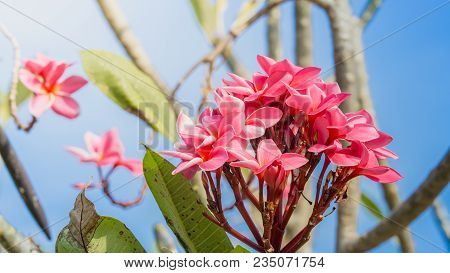 Close Up Pink Flower Frangipani On Nature Background
