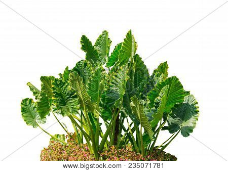 Elephant Ear Plant Or Caladium Tree Isolated On White Background. Alocasia Macrorrhizos. File Contai