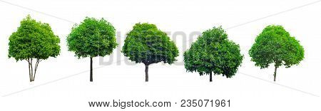 Collection Of Tree Isolated On White Background, Mimusops Elengi, Asian Bulletwood, Bullet Wood, Buk