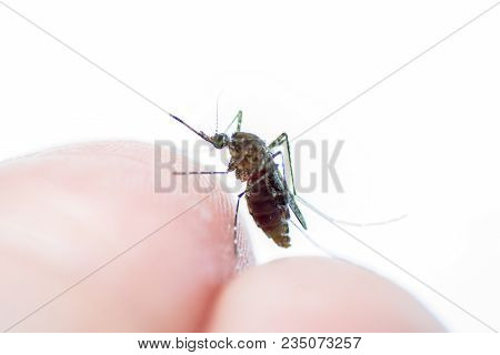Aedes Aegypti Or Yellow Fever Mosquito Feeding Blood On Human Skin, Virus Carrier Spreading Dengue, 
