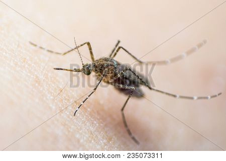 Aedes Aegypti Or Yellow Fever Mosquito Feeding Blood On Human Skin, Virus Carrier Spreading Dengue, 
