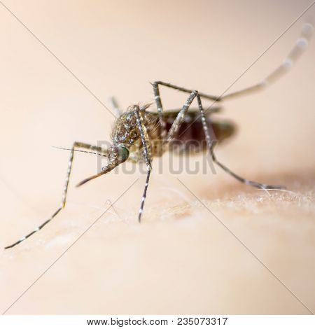 Aedes Aegypti Or Yellow Fever Mosquito Feeding Blood On Human Skin, Virus Carrier Spreading Dengue, 