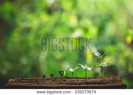 Coffee Seed Tree Sapling In Nature Green