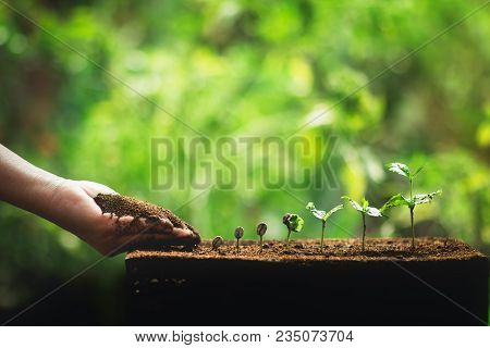 Coffee Seed Tree Sapling In Nature Green