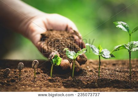 Coffee Seed Tree Sapling In Nature Green