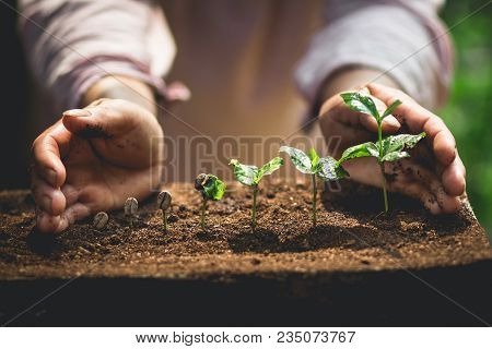 Coffee Seed Tree Sapling In Nature Green