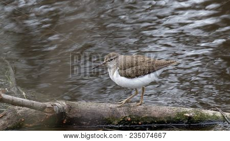 Solitary Sandpiper  By The Water Edge. Wild Nature Of Ukraine. Free Nature.