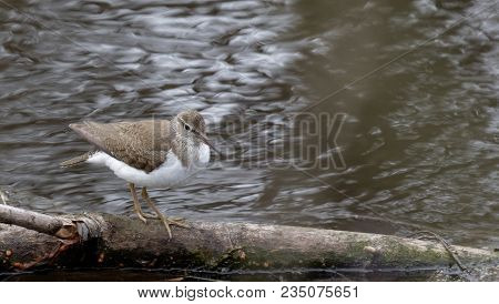 Solitary Sandpiper  By The Water Edge. Wild Nature Of Ukraine. Free Nature.