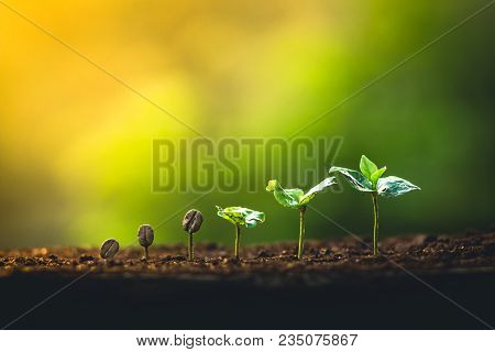 Coffee Seed Tree Sapling In Nature Light
