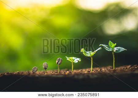 Coffee Seed Tree Sapling In Nature Light