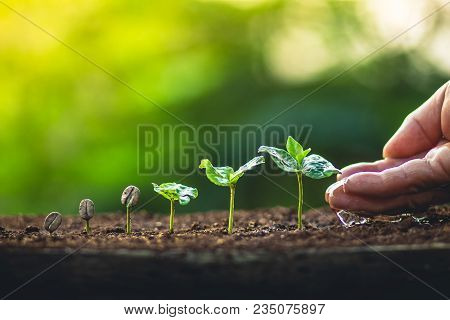 Coffee Seed Tree Sapling In Nature Light