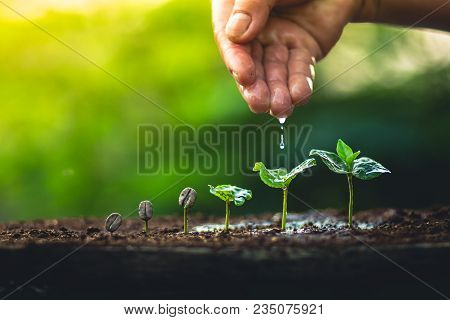 Coffee Seed Tree Sapling In Nature Light